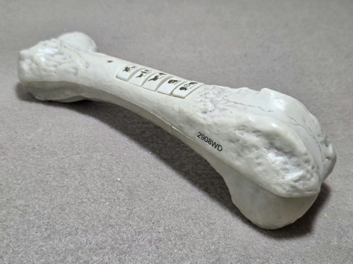 Mattel rex prehistoric pet - prehistoric,