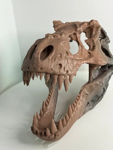 Printed rex skull display - 3d, t-rex